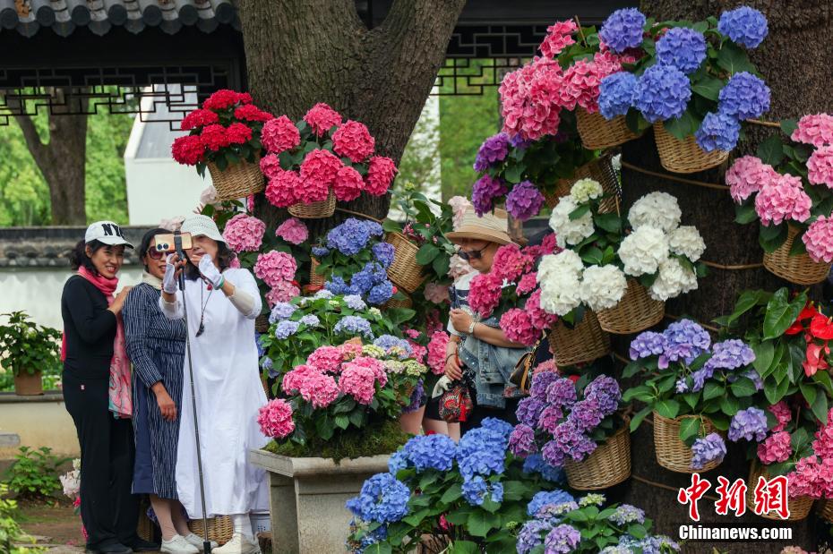 南京中山植物园打造“花海之夏”展绣球缤纷魅力 南京中山植物园打造“花海之夏”展绣球缤纷魅力