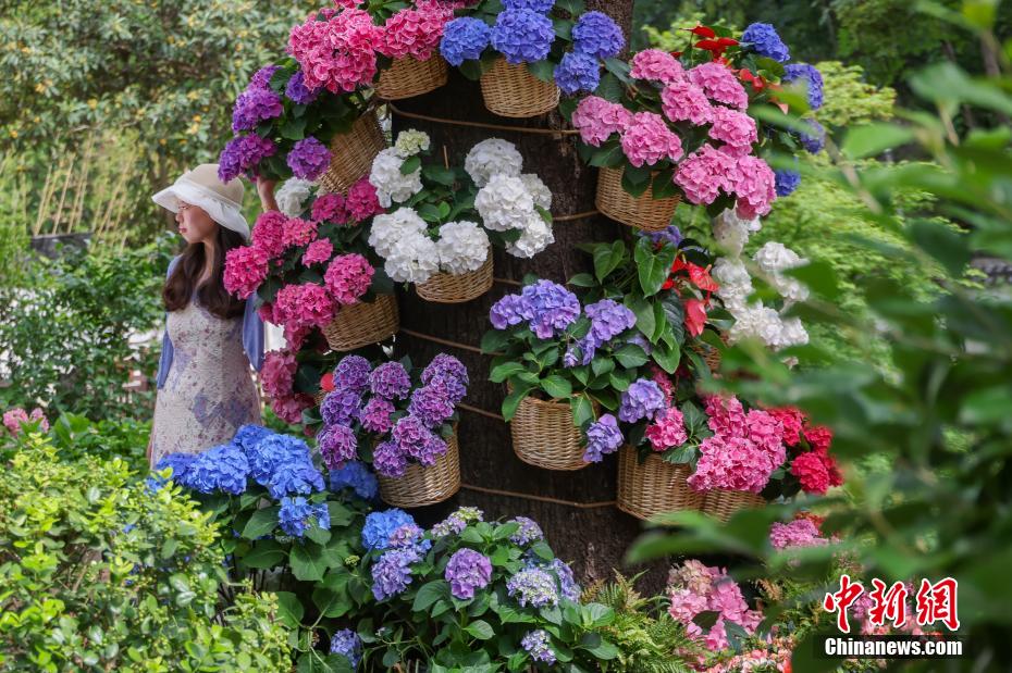 南京中山植物园打造“花海之夏”展绣球缤纷魅力 南京中山植物园打造“花海之夏”展绣球缤纷魅力