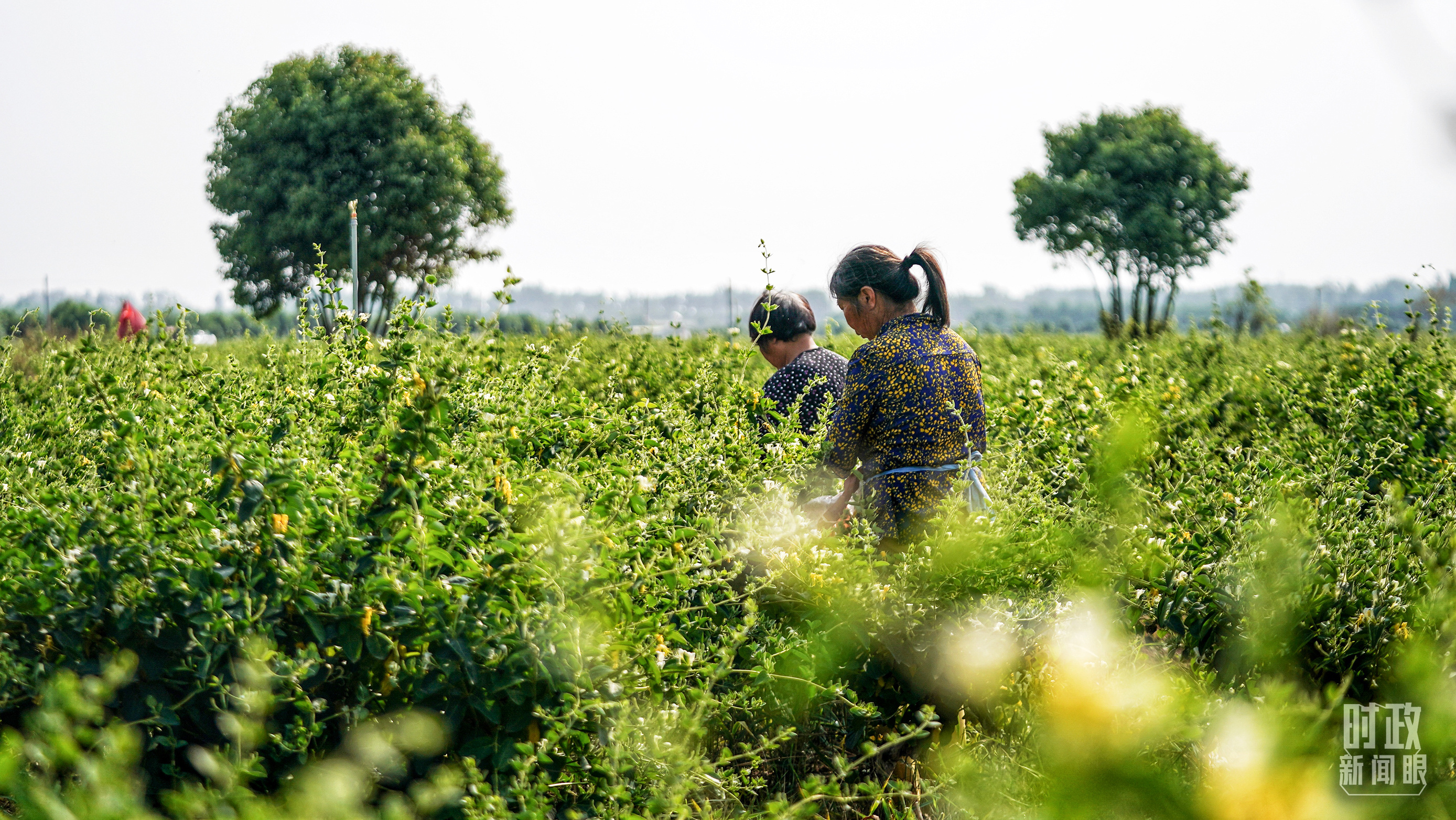 时政新闻眼丨再赴河南考察,习近平为何强调这两个关键词? 时政新闻眼丨再赴河南考察,习近平为何强调这两个关键词?