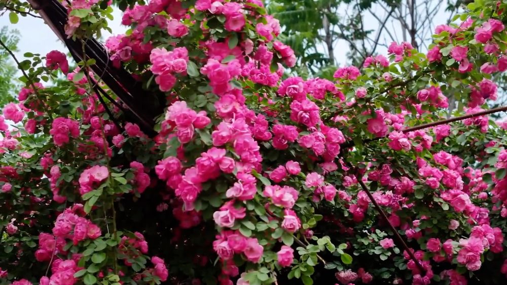 新华视点｜土地生金：乡村经济增长新引擎