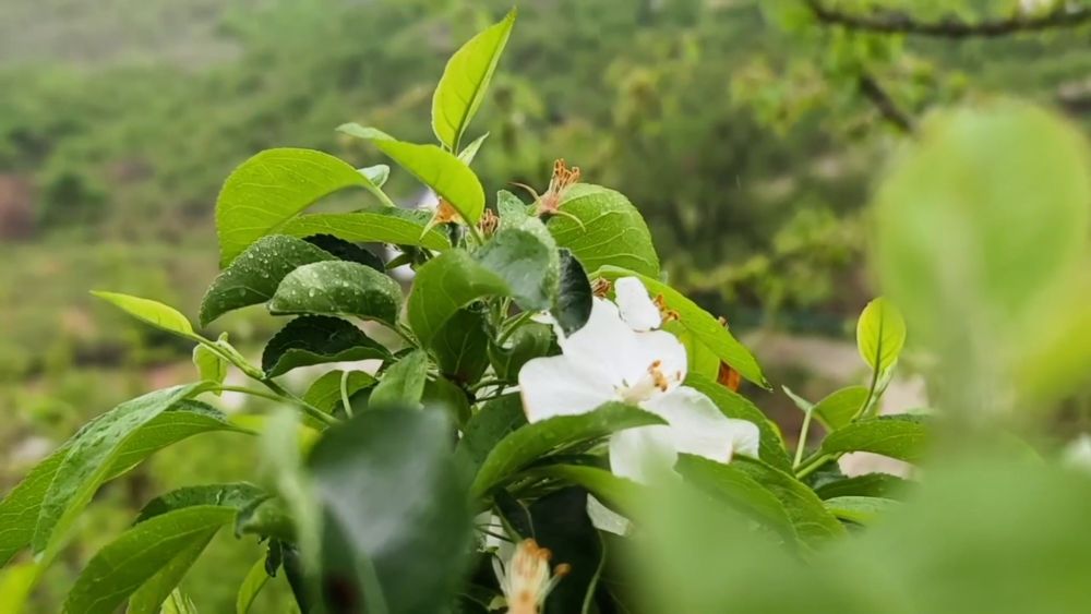 新华视点｜土地生金：乡村经济增长新引擎