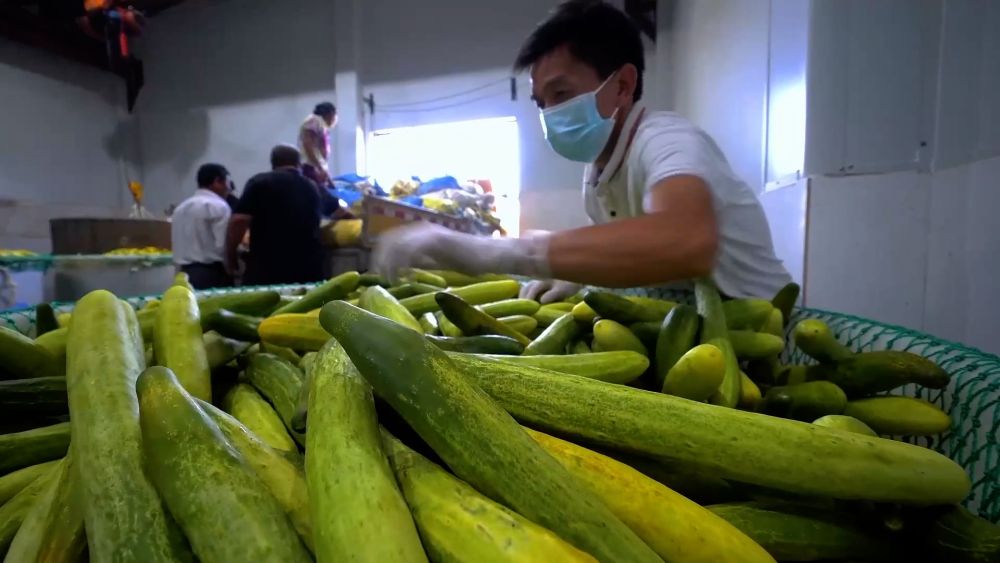 新华视点｜土地生金：乡村经济增长新引擎