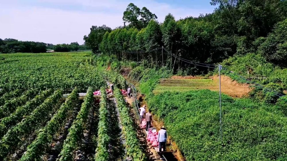 新华视点｜土地生金：乡村经济增长新引擎