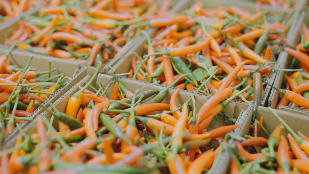 新华视点｜土地生金：乡村经济增长新引擎