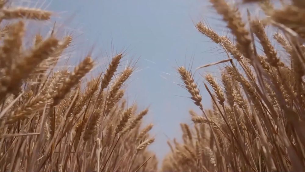 新华视点｜多措并举 为“三夏”生产保驾护航