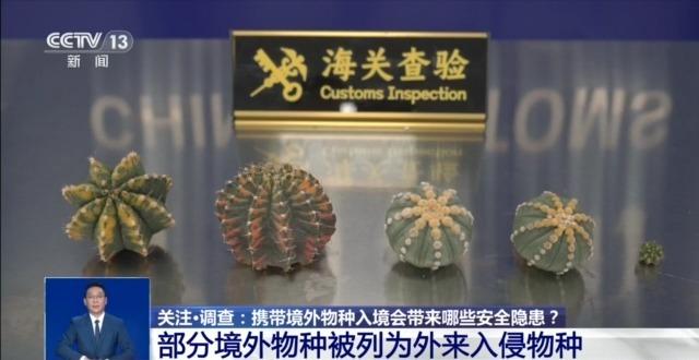 @铲屎官们 养“异宠”或危害国家安全 这些行为违法了