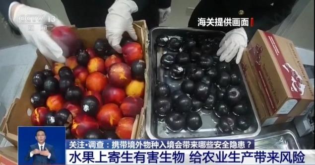 @铲屎官们 养“异宠”或危害国家安全 这些行为违法了