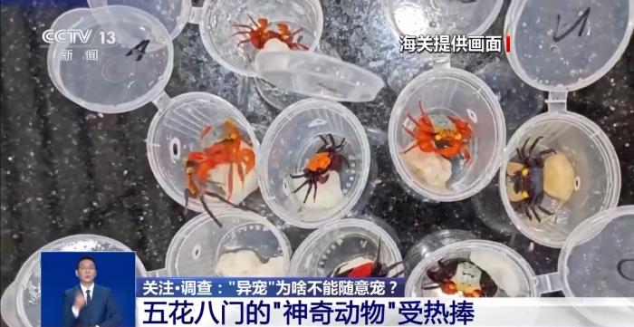 @铲屎官们 养“异宠”或危害国家安全 这些行为违法了
