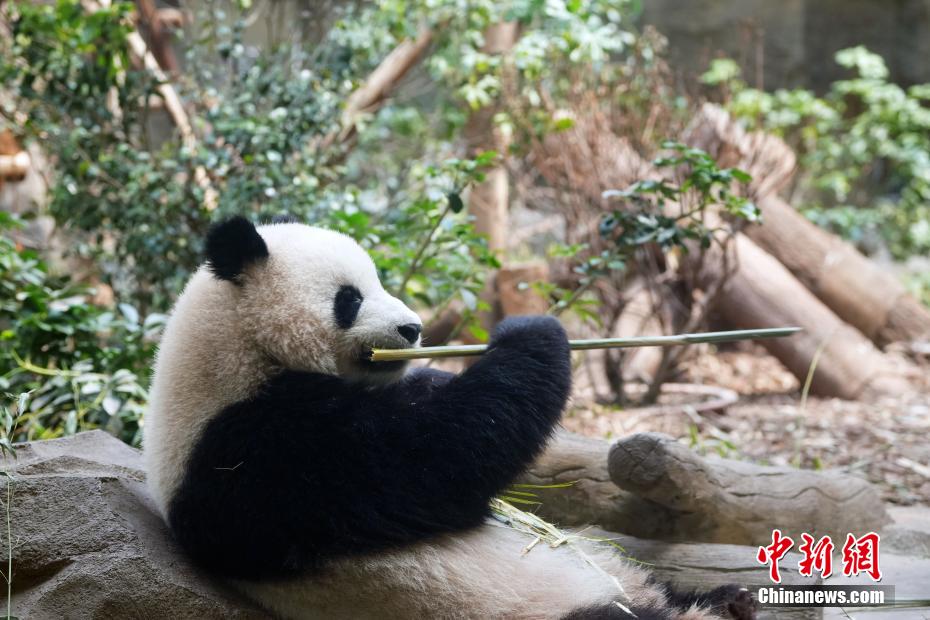 成都大熊猫憨态可掬