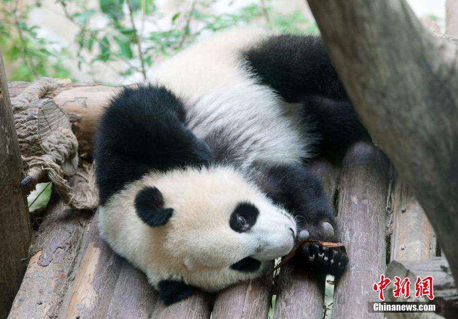 成都大熊猫憨态可掬