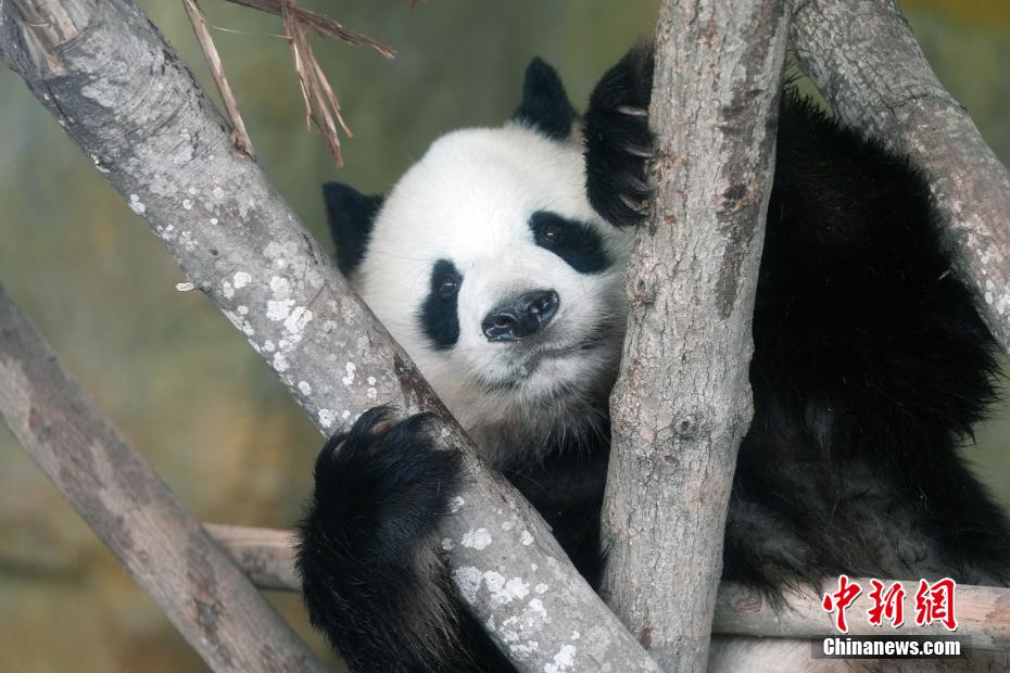 成都大熊猫憨态可掬