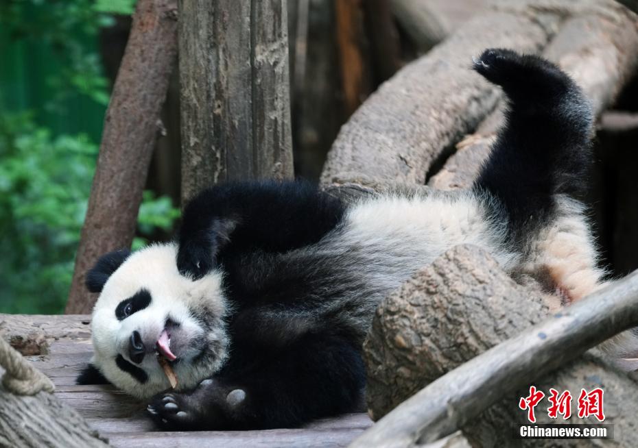 成都大熊猫憨态可掬