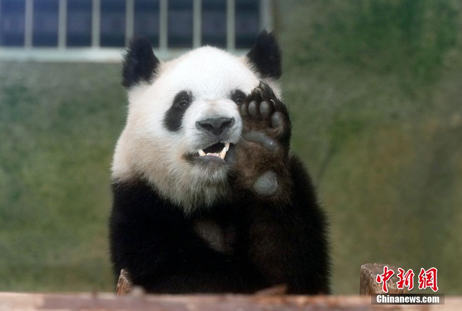 成都大熊猫憨态可掬