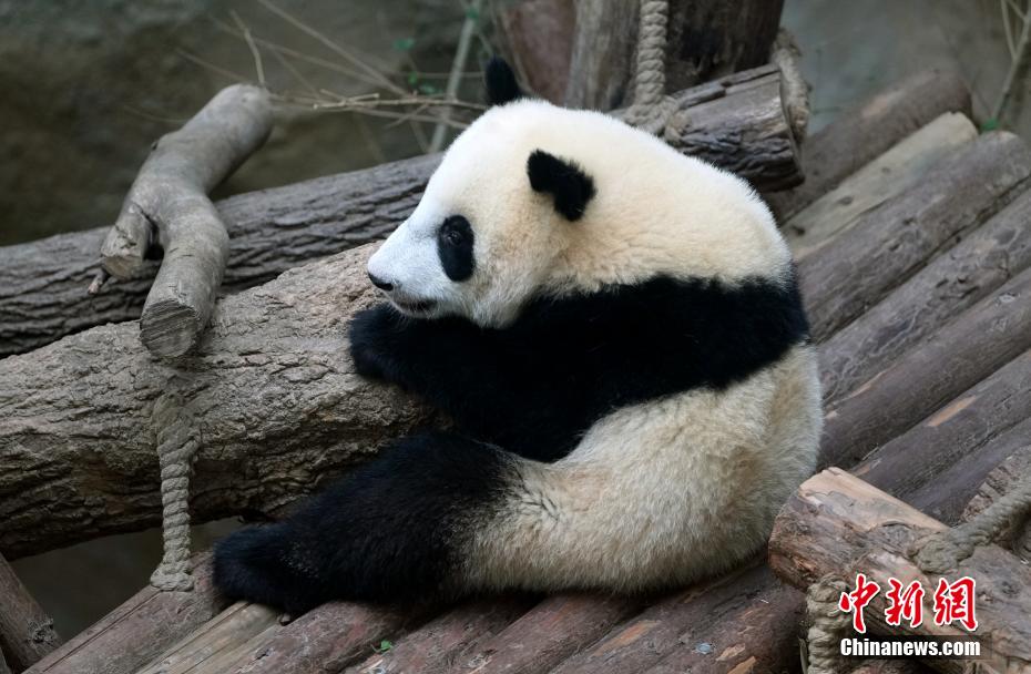 成都大熊猫憨态可掬