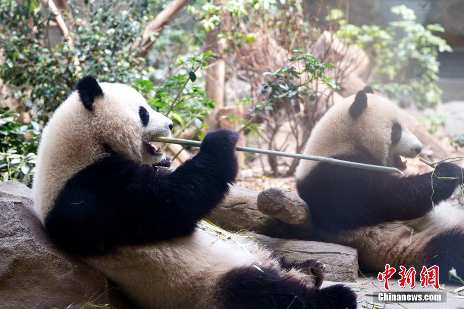 成都大熊猫憨态可掬
