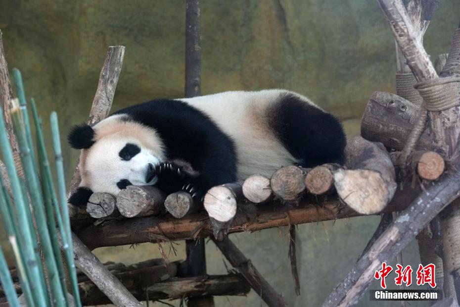 成都大熊猫憨态可掬