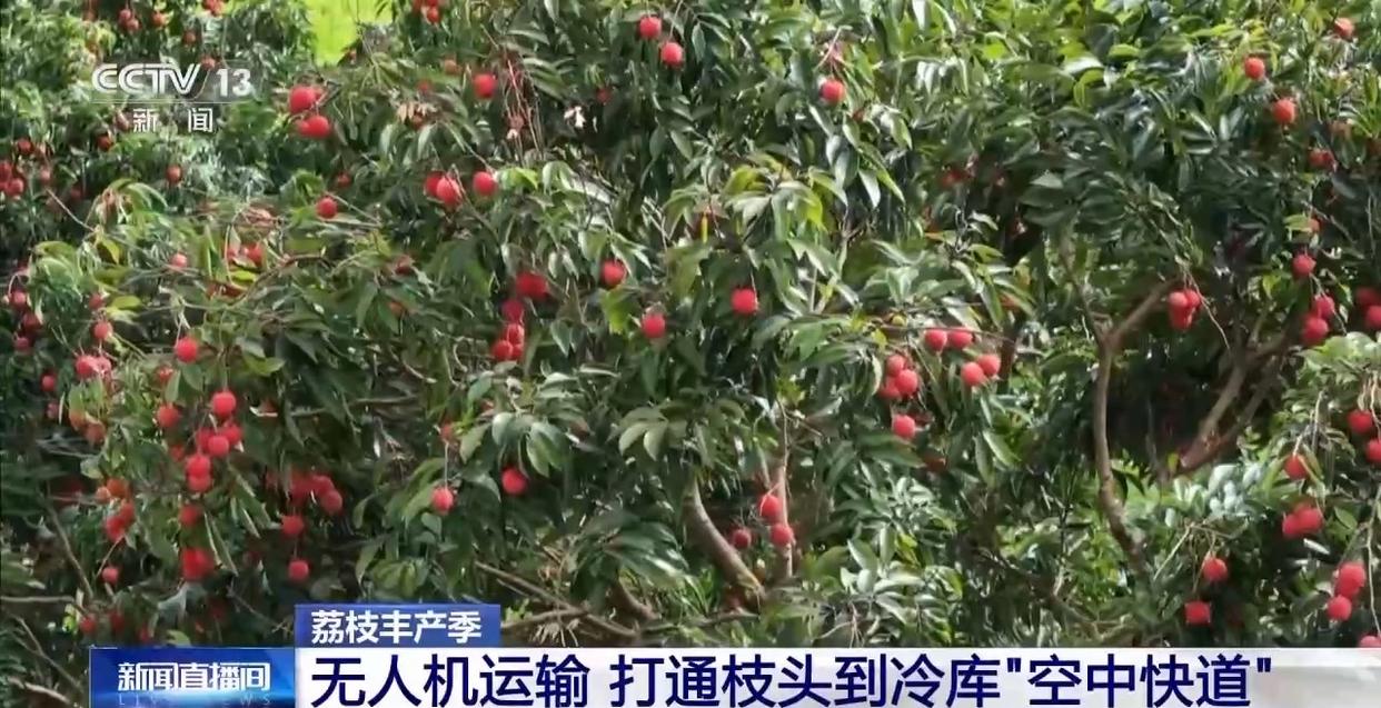 从岭南枝头到全球餐桌 广东荔枝解锁“四季鲜”密码→