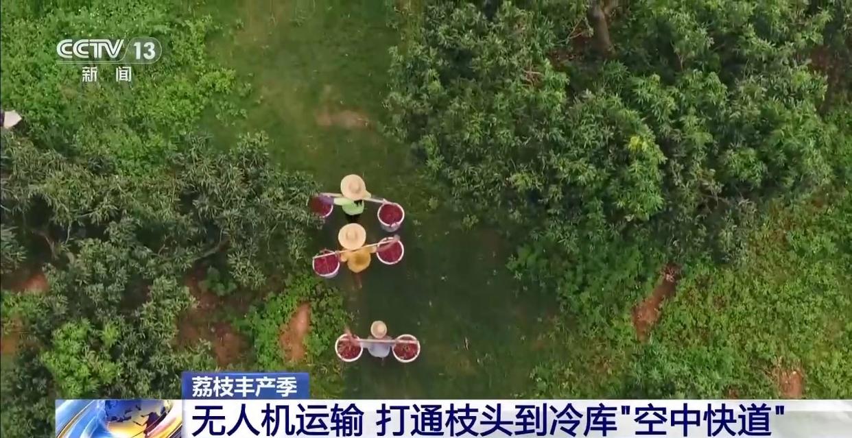 从岭南枝头到全球餐桌 广东荔枝解锁“四季鲜”密码→