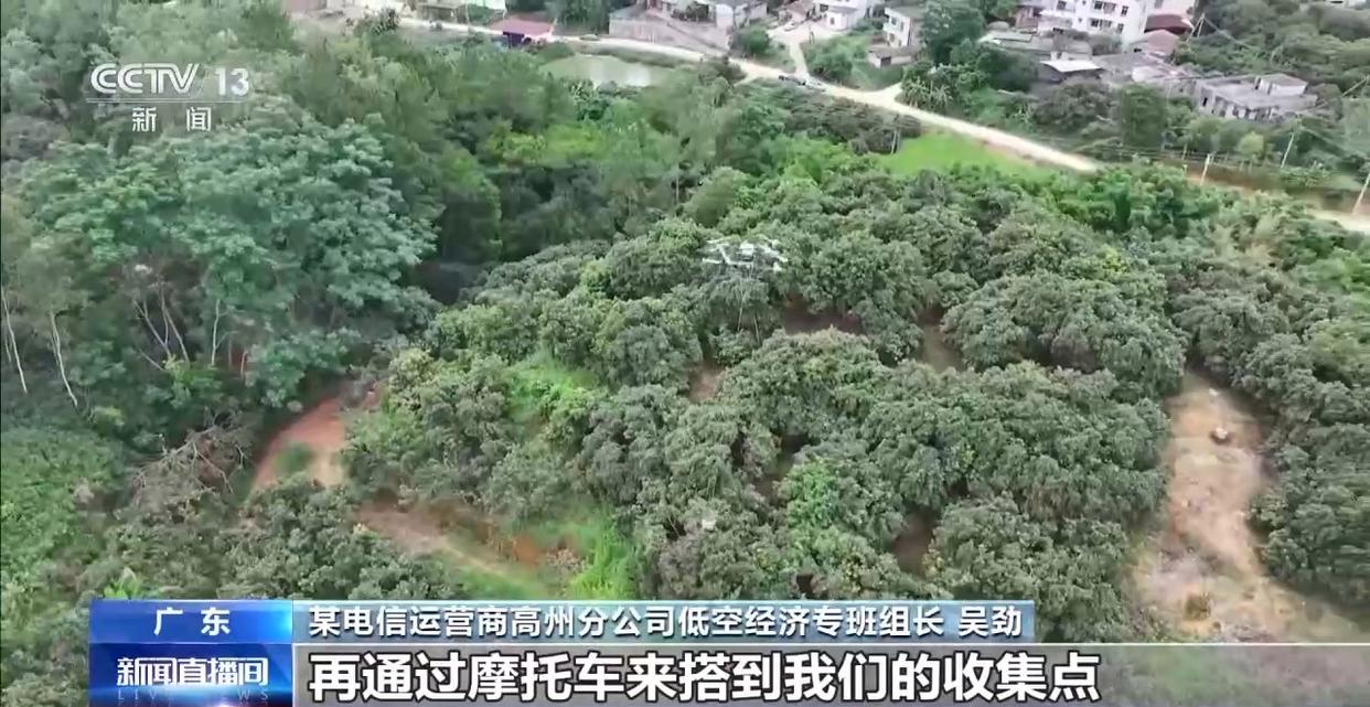 从岭南枝头到全球餐桌 广东荔枝解锁“四季鲜”密码→