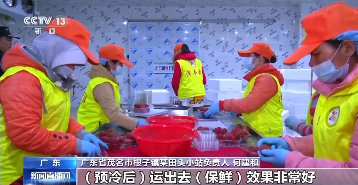 从岭南枝头到全球餐桌 广东荔枝解锁“四季鲜”密码→