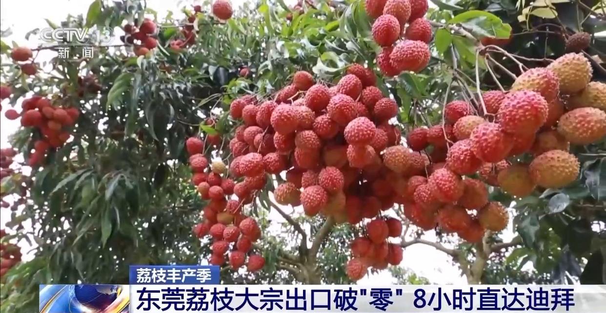 从岭南枝头到全球餐桌 广东荔枝解锁“四季鲜”密码→