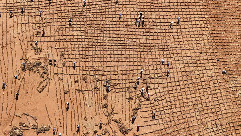 新华鲜报|中国锁边奇迹再现！腾格里沙漠153公里镶上“绿链”