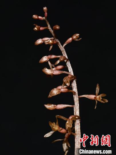 四川贡嘎山国家级自然保护区发现物种新记录