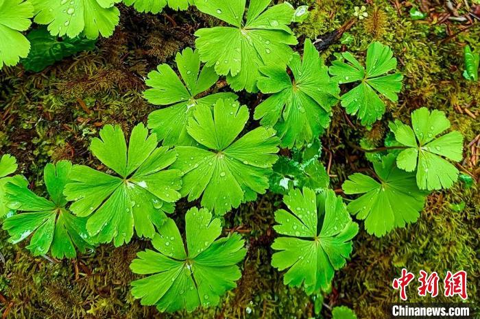 四川贡嘎山国家级自然保护区发现物种新记录