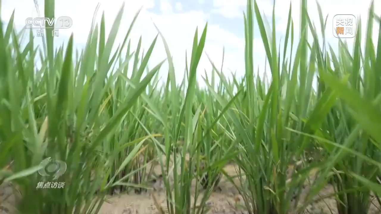 良田+良种+良机+良法 来看各地保丰收秘籍