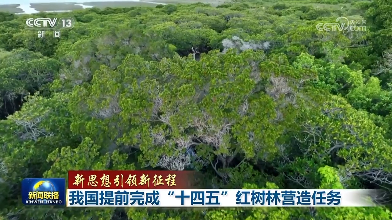 【新思想引领新征程】我国提前完成“十四五”红树林营造任务