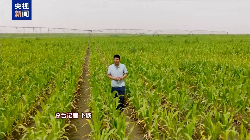 沙漠里也能养海鲜、种水稻？看新疆如何“点沙成金”
