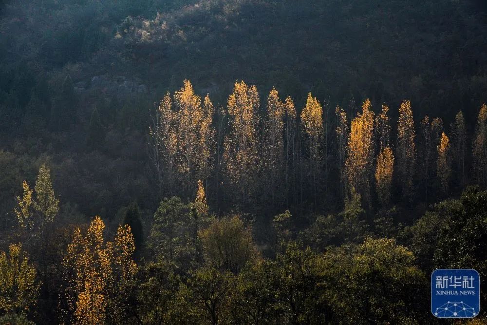 处暑丨暑热渐退 秋意渐浓