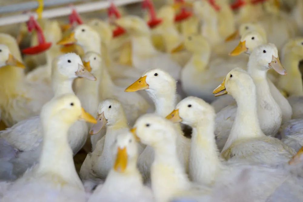 处暑丨暑热渐退 秋意渐浓