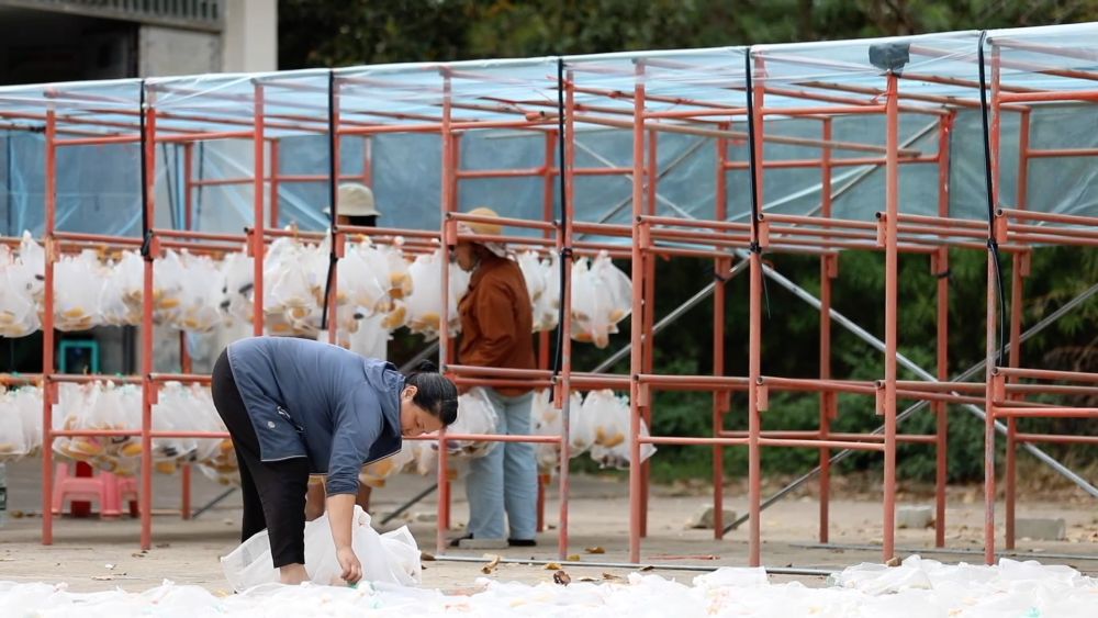 新华视点|科技扎根田野间 多地探索农业高质量发展新路径 新华视点|科技扎根田野间 多地探索农业高质量发展新路径