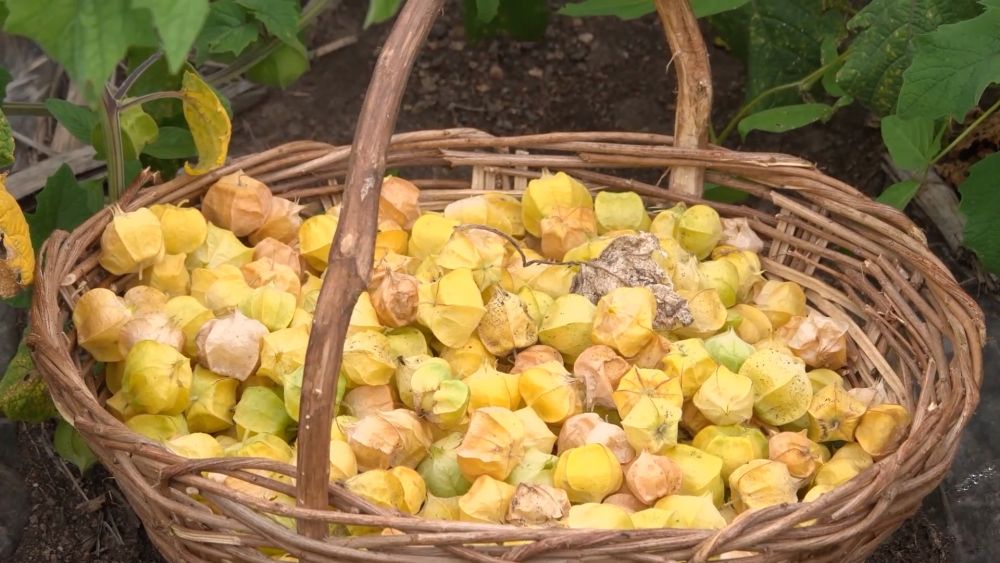 新华视点|科技扎根田野间 多地探索农业高质量发展新路径 新华视点|科技扎根田野间 多地探索农业高质量发展新路径