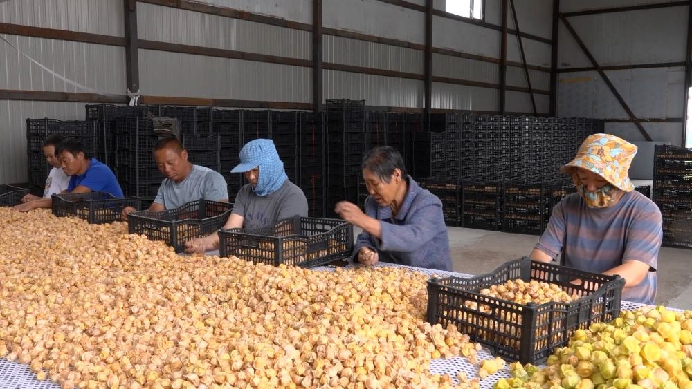 新华视点｜科技扎根田野间 多地探索农业高质量发展新路径