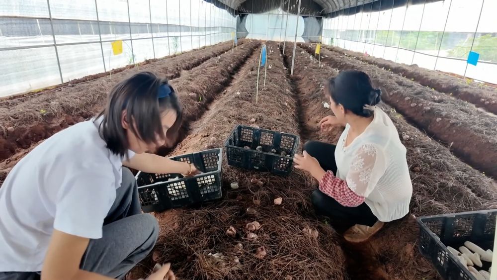 新华视点｜科技扎根田野间 多地探索农业高质量发展新路径