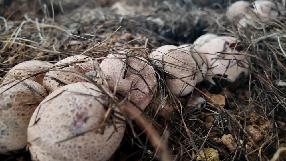 新华视点｜科技扎根田野间 多地探索农业高质量发展新路径