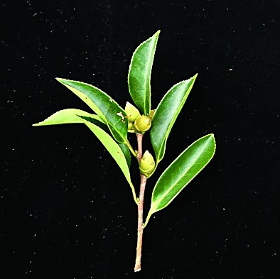 海南发现油茶新物种