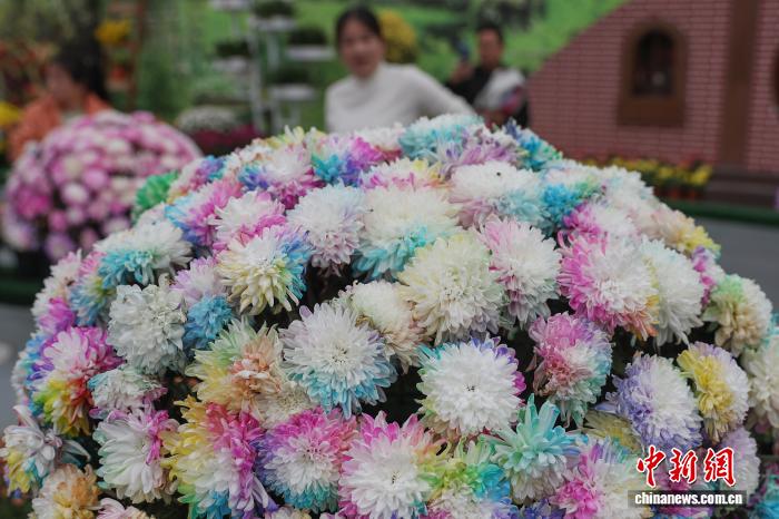 色彩缤纷 南京农业大学菊花基地“上新”