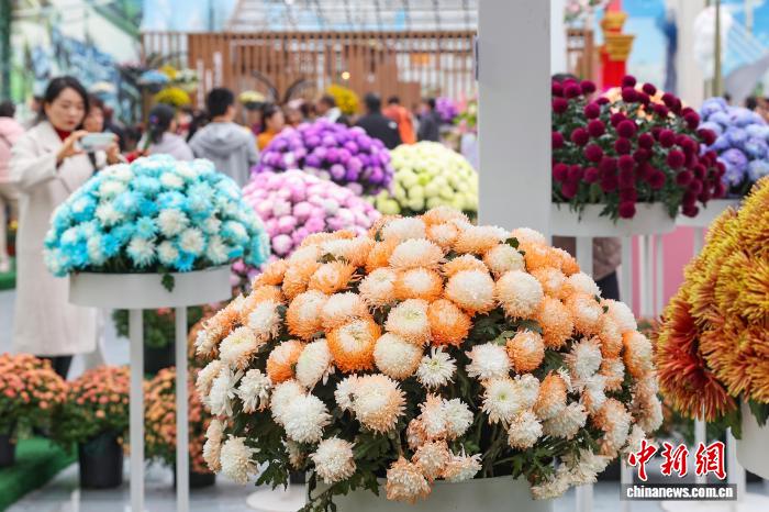 色彩缤纷 南京农业大学菊花基地“上新”