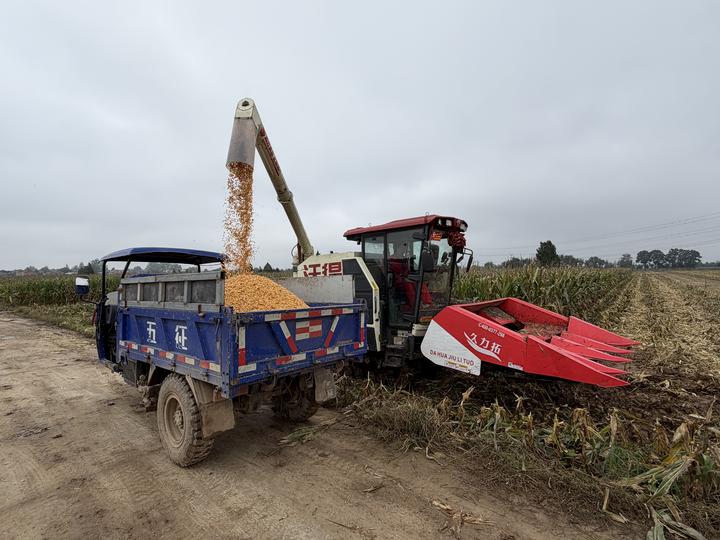 新华视点丨如何打好秋收秋种这场硬仗?