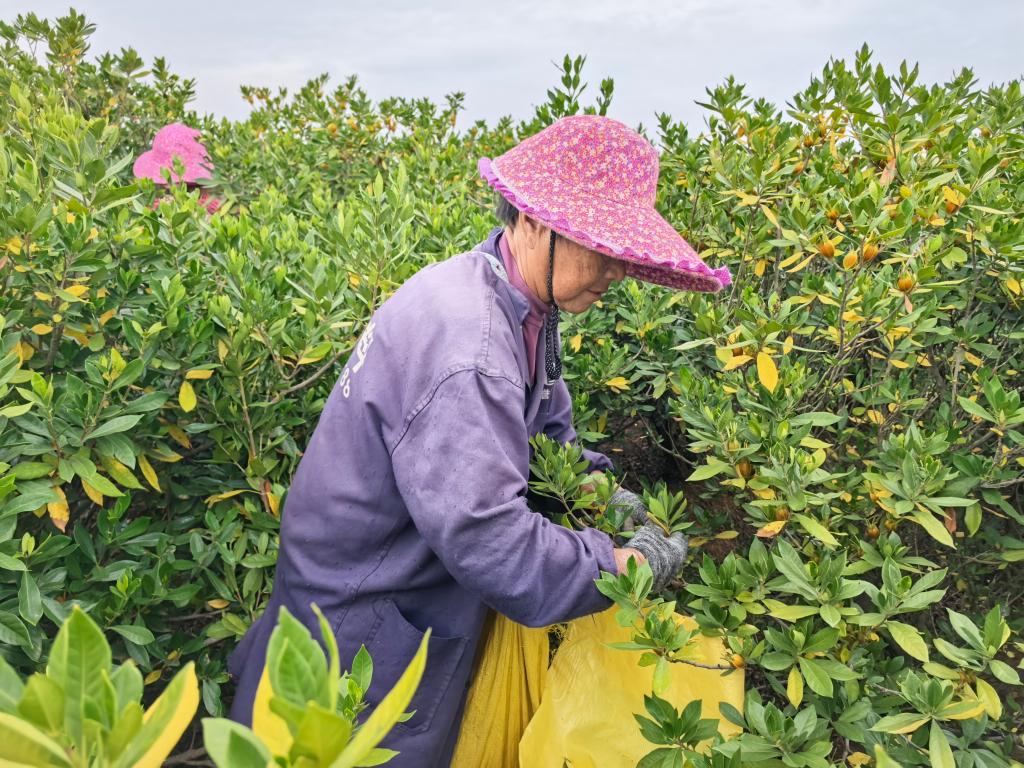 四中全会精神在基层 | “三股绳”拧成一道力