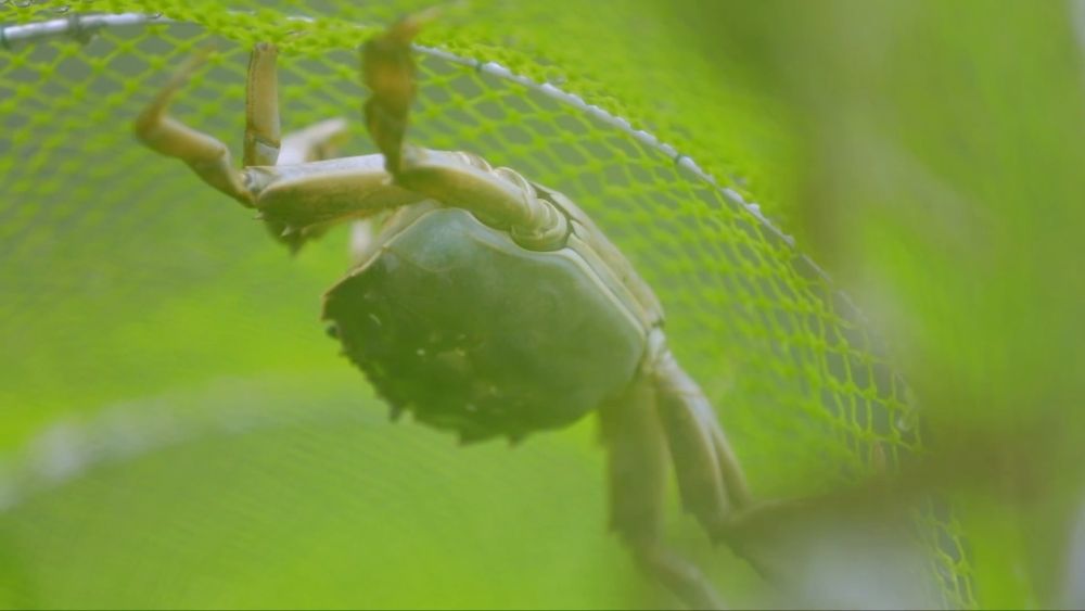 新华视点｜乡村振兴路 绿色富民图