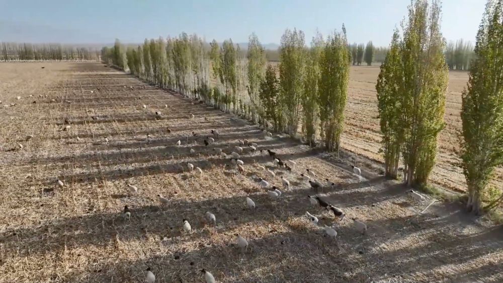 新华视点｜乡村振兴路 绿色富民图