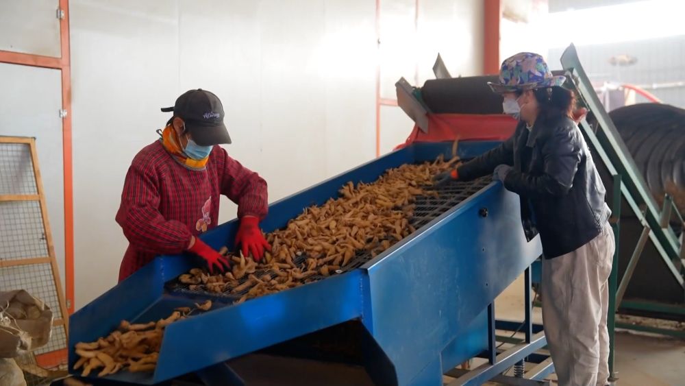 新华视点｜乡村振兴路 绿色富民图