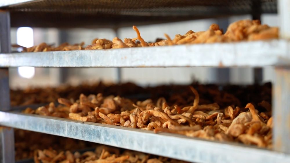 新华视点｜乡村振兴路 绿色富民图