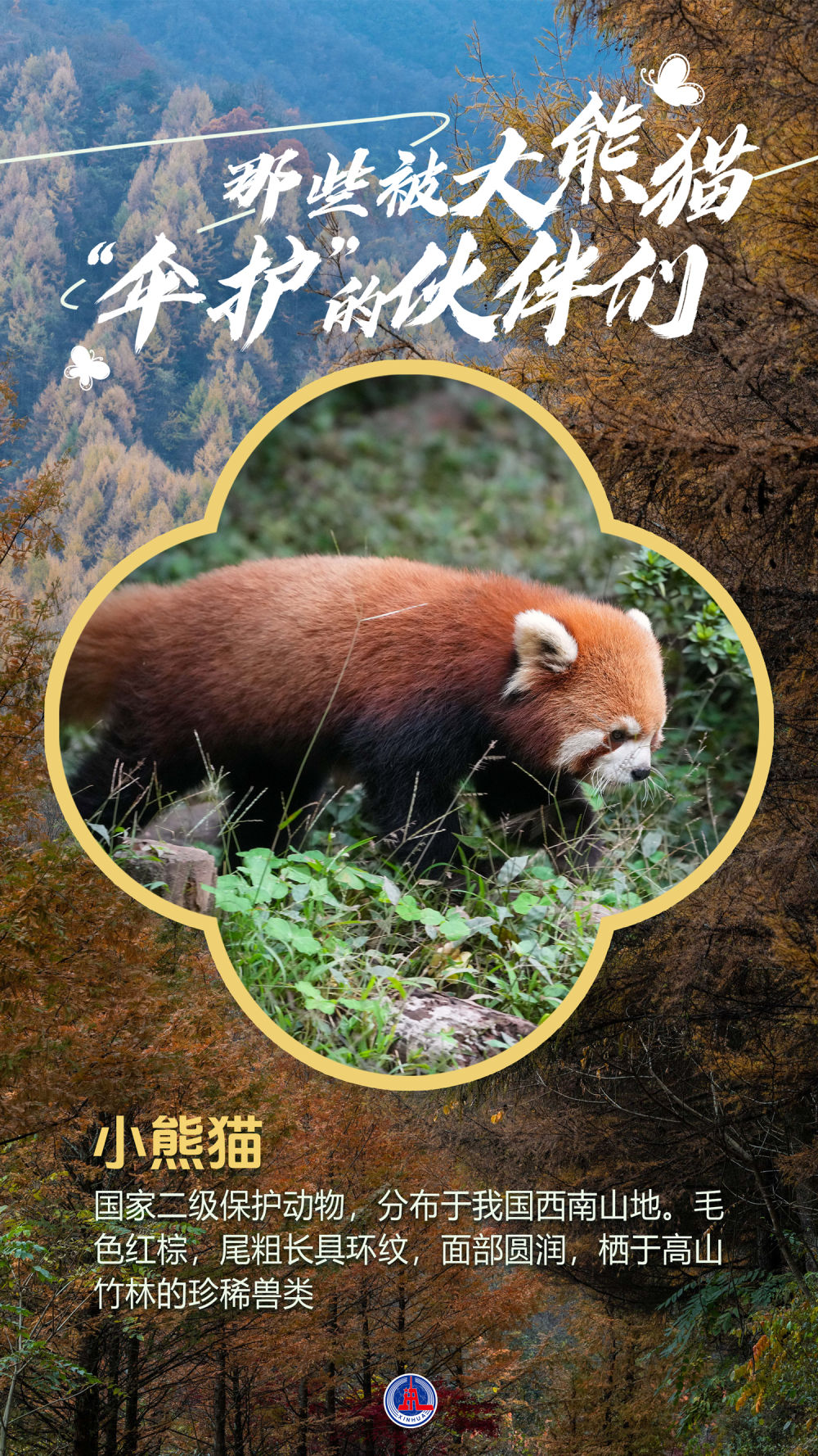 海报丨那些被大熊猫“伞护”的伙伴们