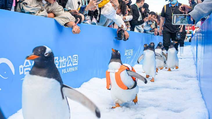 云顶天宫、鹅的惊喜、雪花漫洒......又是一年冰雪季,一整个期待住了! 云顶天宫、鹅的惊喜、雪花漫洒......又是一年冰雪季,一整个期待住了!