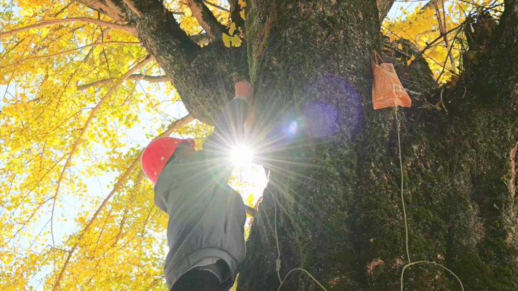 新华视点|文旅消费提质升级 多地经济焕发冬日新活力